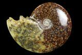 Polished, Agatized Ammonite (Cleoniceras) - Madagascar #97315-1
